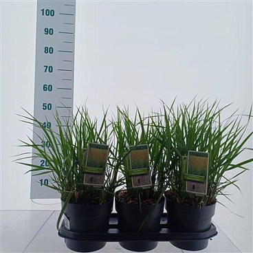 Calamagrostis Acutiflora Karl Foerster