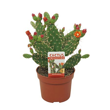 Opuntia Quitensis Flowerig