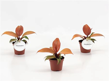 Philodendron Mccolley's Finale