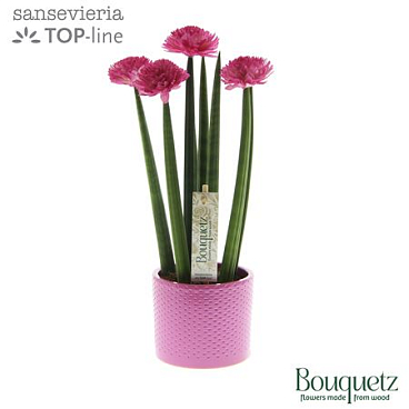 Sansevieria Ceramix