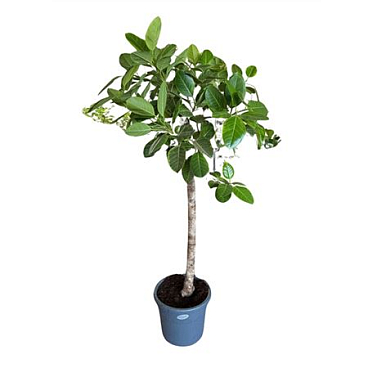 Ficus Ben Altissima On Stem