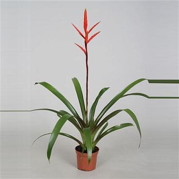 Vriesea Elan
