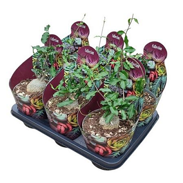 Fockea Edulis Potcover