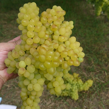 Виноград культурный Кишмиш