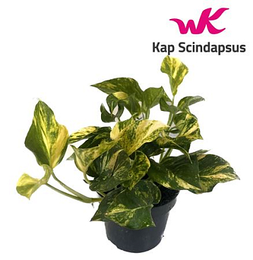 Scindapsus N'joy Gold