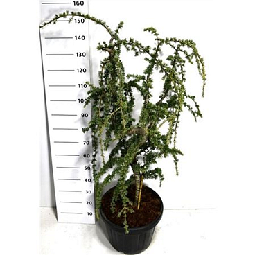 Cedrus Lib Glauca Pendula