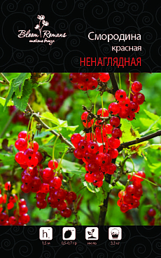 Смородина красная Ненаглядная