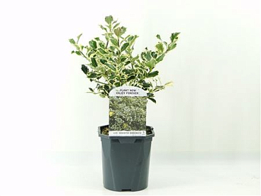 Ilex Aq Argentea Marginata
