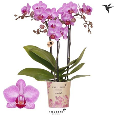 Phal 3st Stuttgard 26+ (ok)
