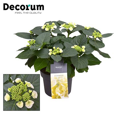 Hydrangea Teller Benxi White 7+ (decorum)