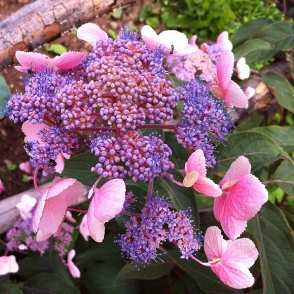 Гортензия шероховатая Хот Чоколейт