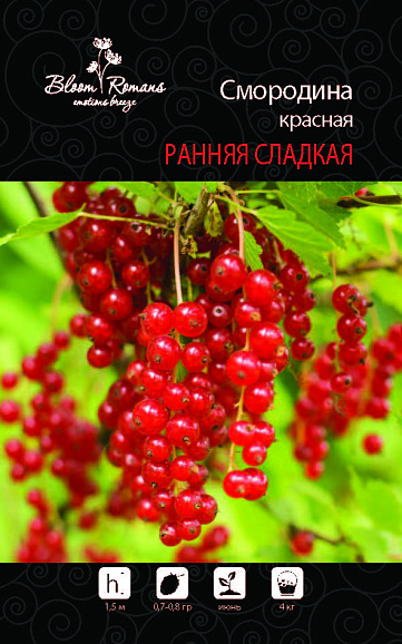 Смородина красная Ранняя Сладкая | Оптовая цветочная компания «Флора Групп» Смородина красная Ранняя Сладкая
