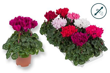 Cyclamen Compact Mix Eurodan