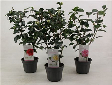 Camellia Japonica Mix 20+