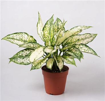 Aglaonema First Diamond