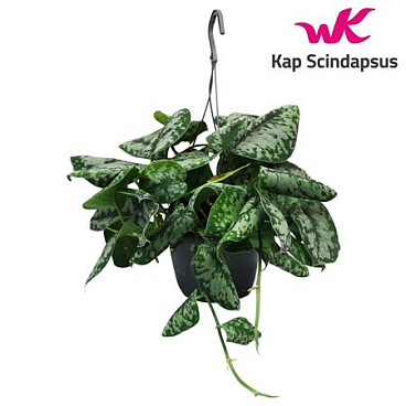 Scindapsus Trebie Hang Teruggeknipt