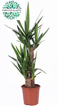 Yucca 60-30-20 1+