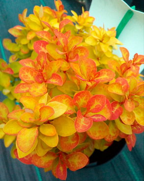 Барбарис тунберга Самме Сансет