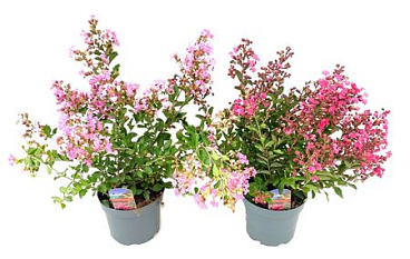 Lagerstroemia Indica