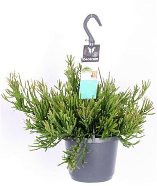 Rhipsalis Ewaldiana Hp
