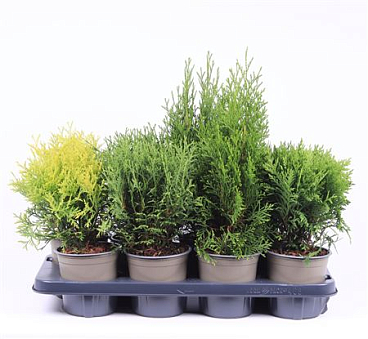 Thuja Occ Mix