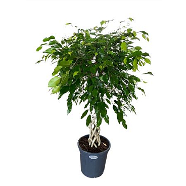Ficus Be Exotica Tube