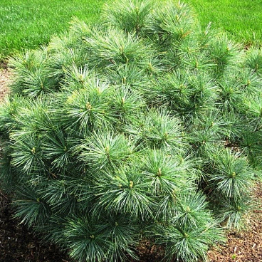 Сосна веймутова Блю Шаг