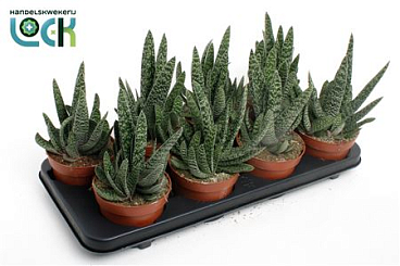 Gasteria Big Ben
