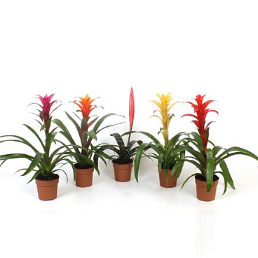 Bromelia Original Mix