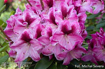 Рододендрон гибридный Девин