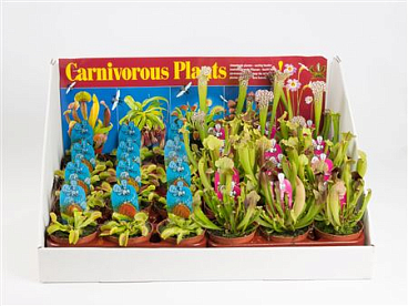 Italian Mix In Showbox