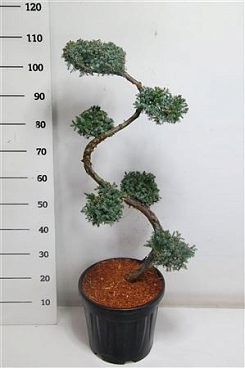 Juniperus Chin Blue Alps