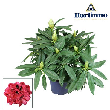 Rhodo Garden Red Devil