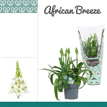 Ornithogalum Thyrs Snowflake White 4pp