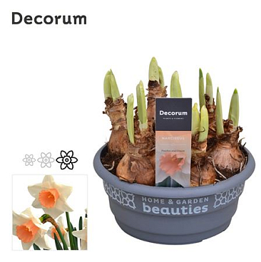 Narcissus Peaches And Cream (decorum)