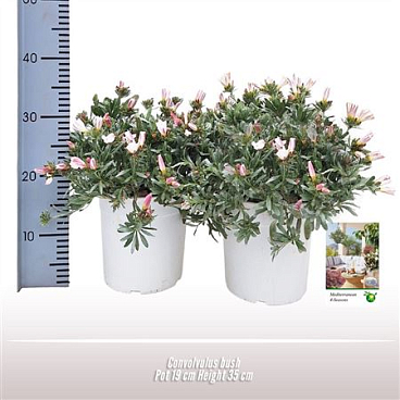Convolvulus Bush