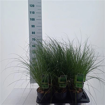Carex Testacea Phoenix Green