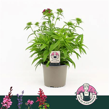 Dianthus Barbatus Dart Purple
