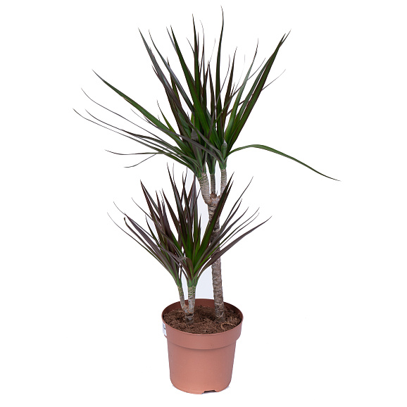 Драцена маргината Маджента 2 ст