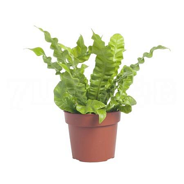 Асплениум Нидус