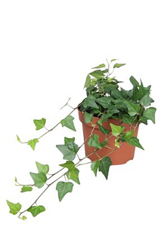 Hedera Helix Lady Kay