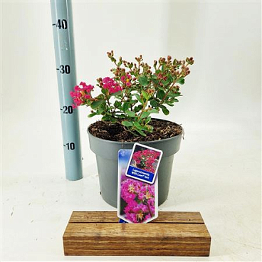 Lagerstroemia Indica With Love Girl