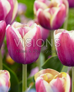 Тюльпан триумф Арабиан Бьюти