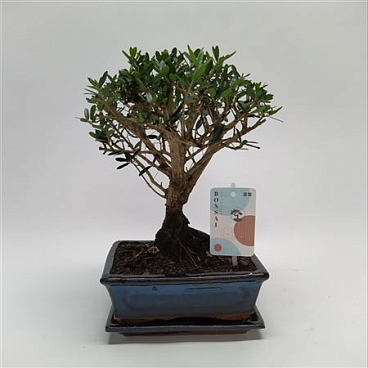 Bonsai Olea Sylvestris Traditional