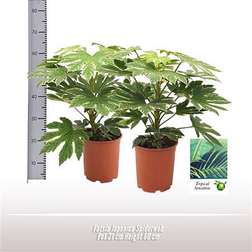 Fatsia Jap Spiderweb