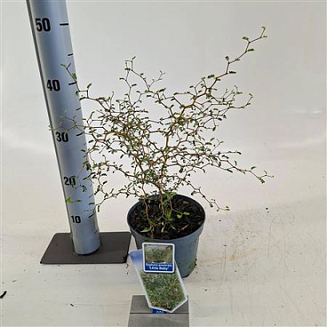Sophora Prostata Little Baby