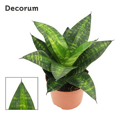Sansevieria Hahnii 9 Cm Tiger Hahnii (decorum)