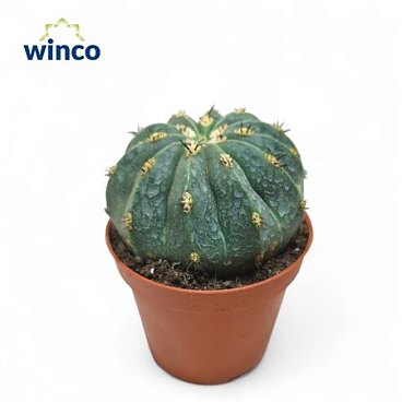 Melocactus Maxonii