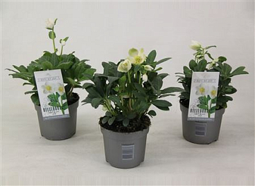 Helleborus Niger Mont Blanc