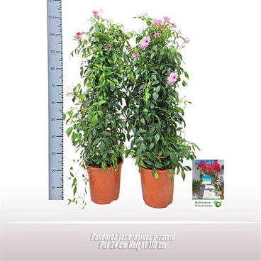 Pandorea Jasminoides Pyramid